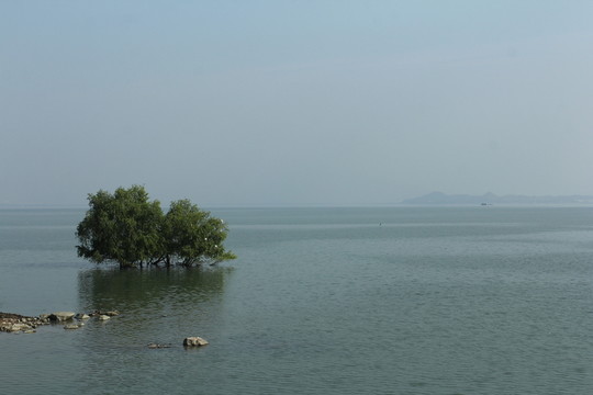 海邊一棵樹