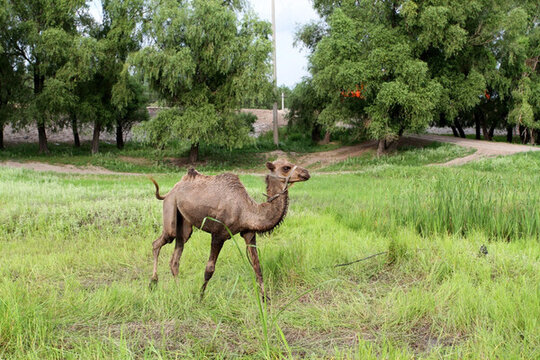 草地 草原 駱駝 動物
