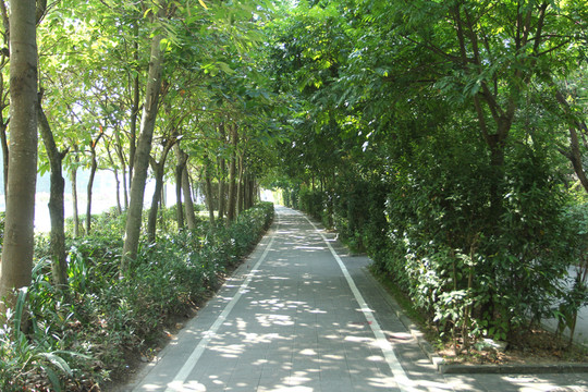 樹(shù)林小道