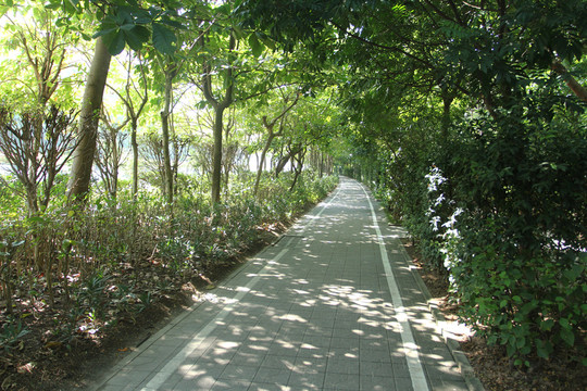 樹林小道