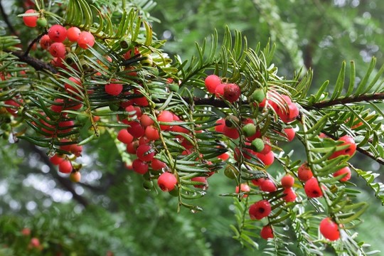 紅豆杉果