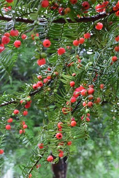 南方紅豆杉