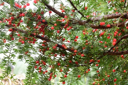 紅豆杉 紅豆杉果