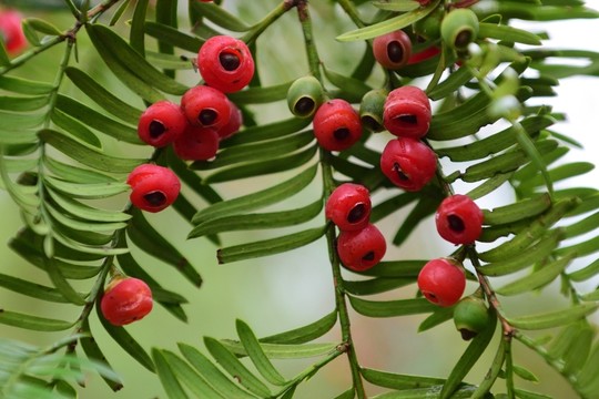紅豆杉果