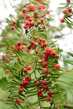 紅豆杉 紅豆杉果