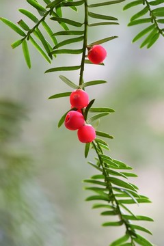 紅豆杉果 南方紅豆杉