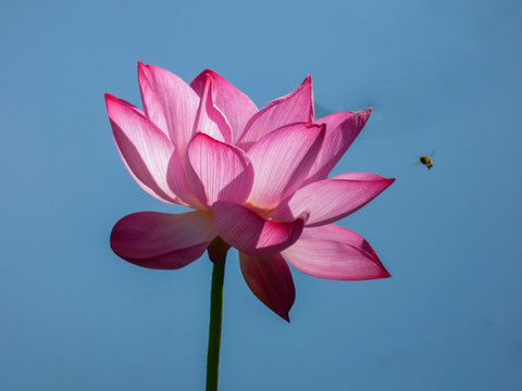 荷花與蜜蜂