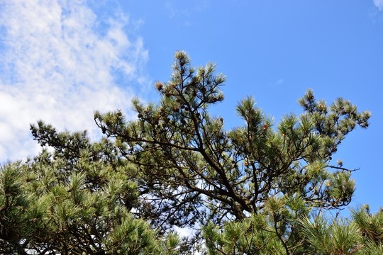 松樹
