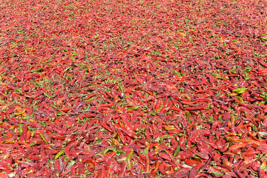 紅辣椒