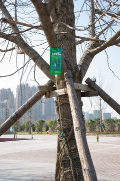 樹打點(diǎn)滴