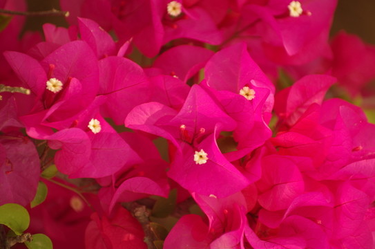 粉紅三角花