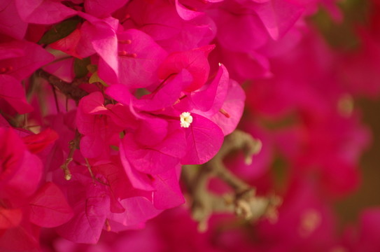 三角花三角梅