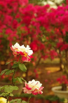 兩朵月季花