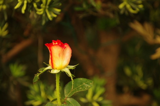 月季花特寫