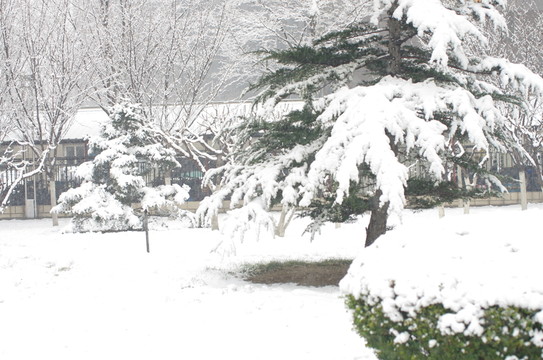 下雪的公園