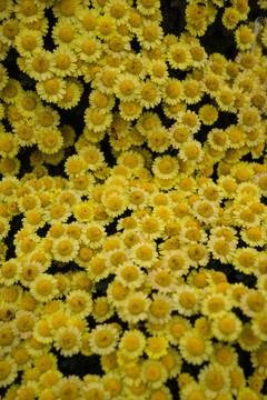 菊花 菊花展