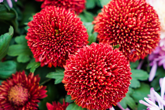菊花素材