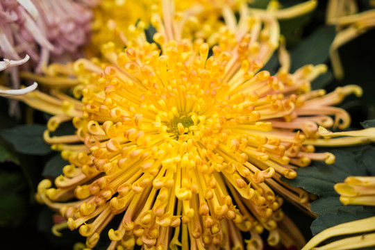 菊花素材