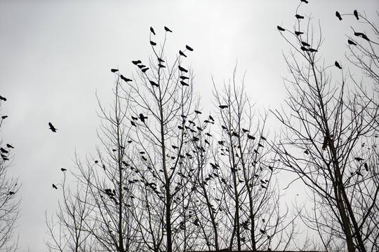 鳥群 樹林 冬季