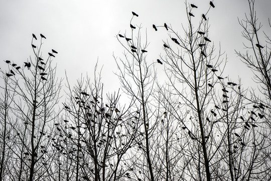 鳥群 樹林 冬季