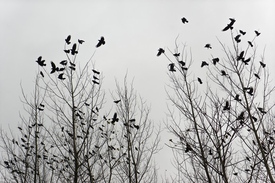 鳥群 樹林 冬季