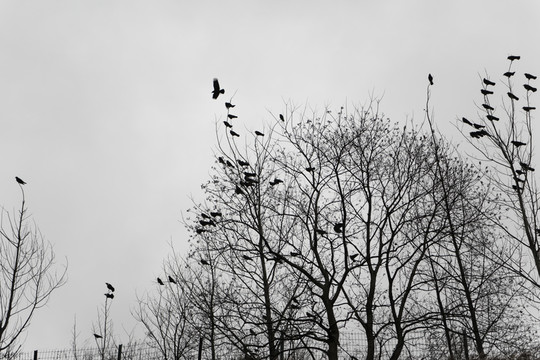 鳥群 樹林 冬季