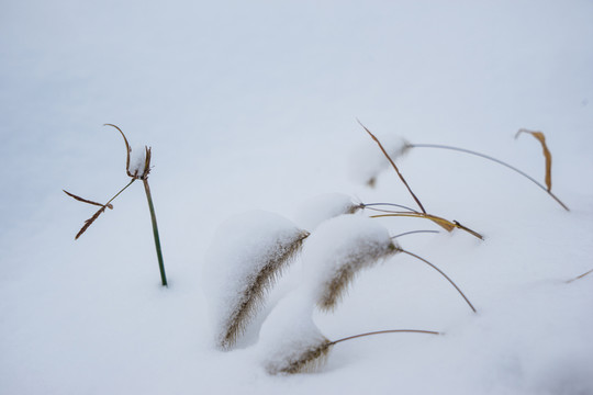 冬雪