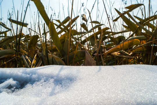 湖邊雪地