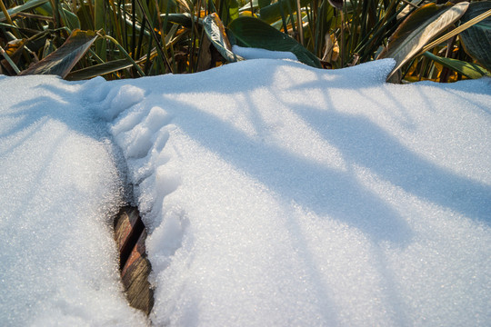 湖邊雪地