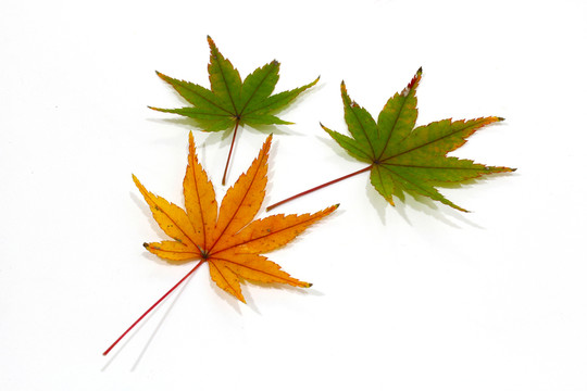 紅楓葉寫真 楓葉特寫