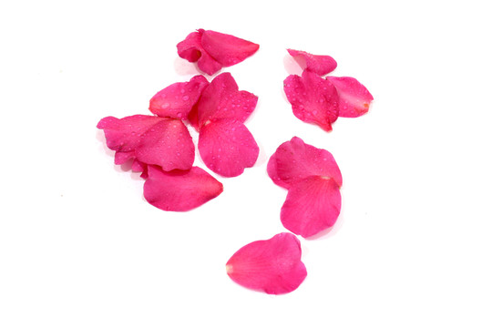 茶花寫真 花瓣水珠