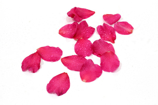 茶花寫真 花瓣水珠