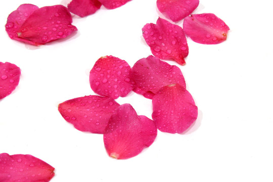 茶花寫真 花瓣水珠