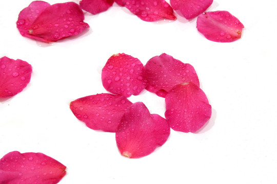茶花寫真 花瓣水珠