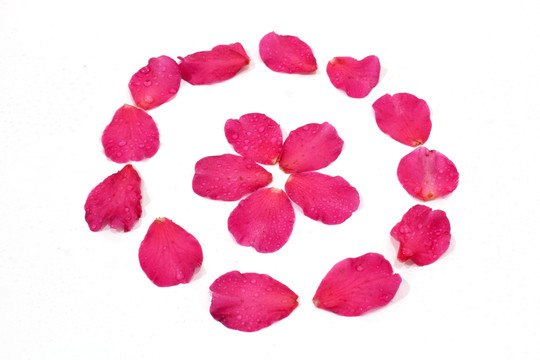 茶花寫真 花瓣水珠