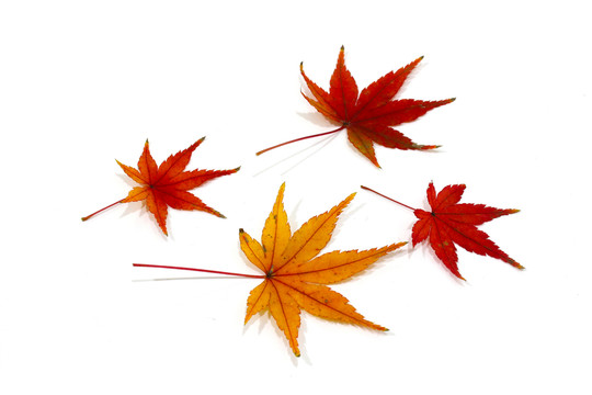 紅楓葉寫真 楓葉特寫