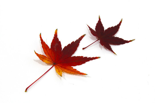 紅楓葉寫真 楓葉特寫