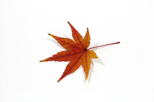 紅楓葉寫真 楓葉特寫