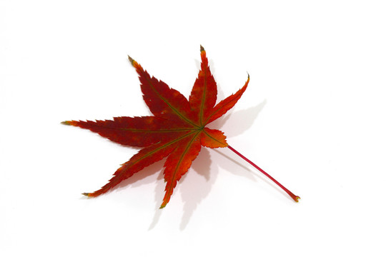 紅楓葉寫(xiě)真 楓葉特寫(xiě)