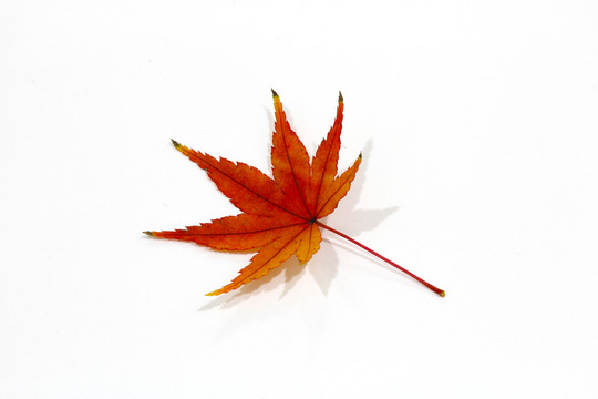 紅楓葉寫真 楓葉特寫