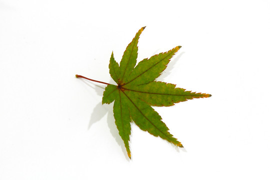 紅楓葉寫真 楓葉特寫