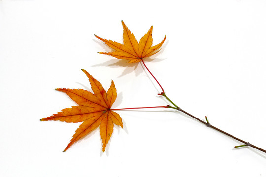 紅楓葉寫(xiě)真 楓葉特寫(xiě)