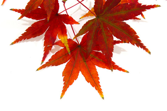 紅楓葉寫真 楓葉特寫