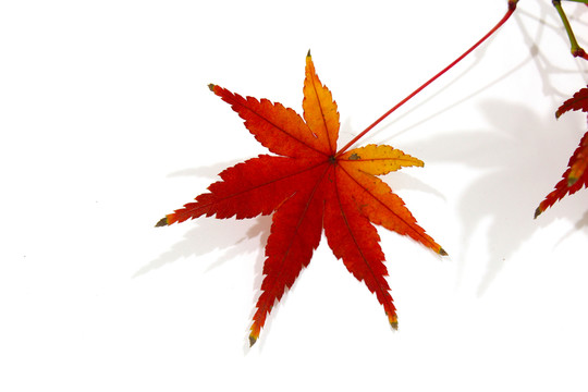 紅楓葉寫真 楓葉特寫