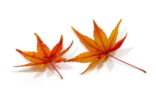 紅楓葉寫真 楓葉特寫