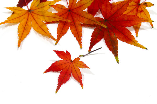紅楓葉寫真 楓葉特寫