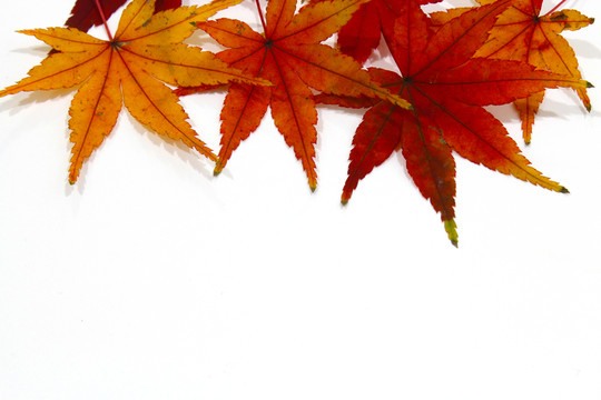 紅楓葉寫真 楓葉特寫