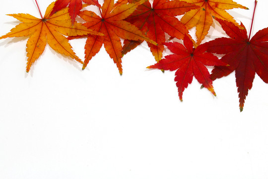 紅楓葉寫真 楓葉特寫