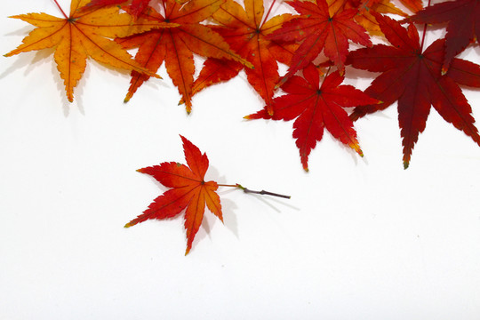 紅楓葉寫真 楓葉特寫
