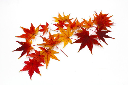 紅楓葉寫真 楓葉特寫